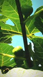 Low angle view of leaves