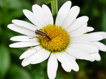 Close-up of insects on white flower