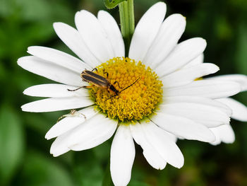 Close-up of insect on white flower
