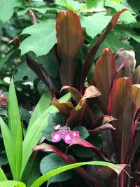 Close-up of flowers blooming outdoors