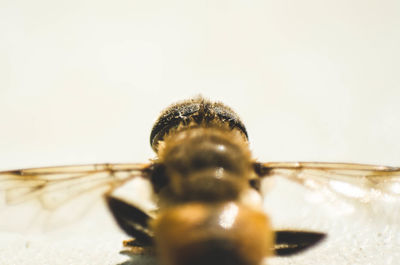 Close-up of insect on white surface