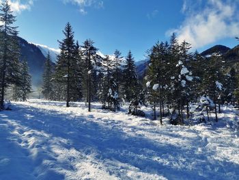 Trees on snow covered field against sky