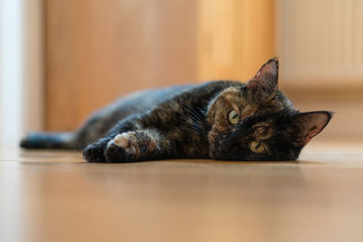 Portrait of cat relaxing at home