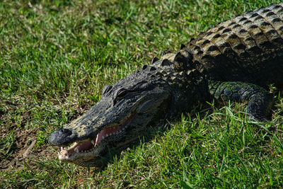 High angle view of crocodile on field