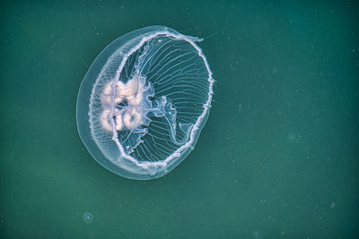 View of jellyfish swimming in sea