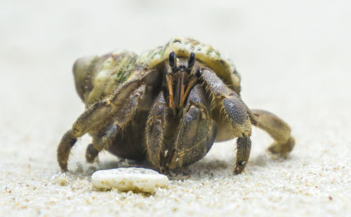 Close-up of crab on beach