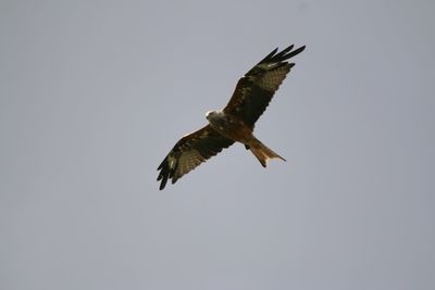 Low angle view of eagle flying in sky