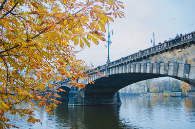Dry tree branches with foliage covering a view to the vltava river and a bridge in prague, czechia