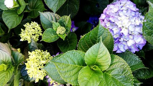 Close-up of purple flowers