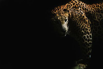Full length of a leopard