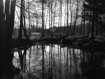 Reflection of trees in lake