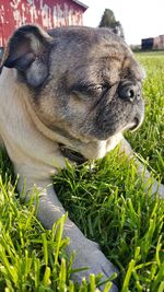 Close-up of dog on grass