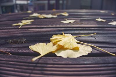 Close-up of yellow and leaves on table