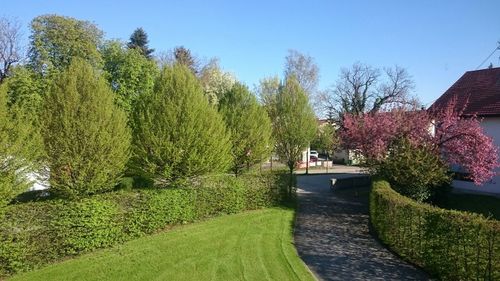 Footpath leading towards trees