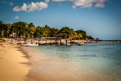 Palm trees on beach