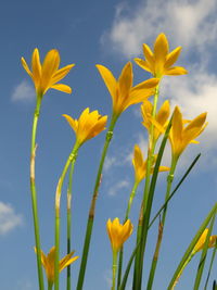 Low angle view of yellow flowering plant against sky