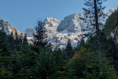 Pine trees on snowcapped mountains against sky