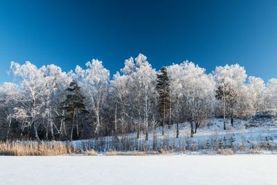 Trees on snow covered landscape against clear blue sky