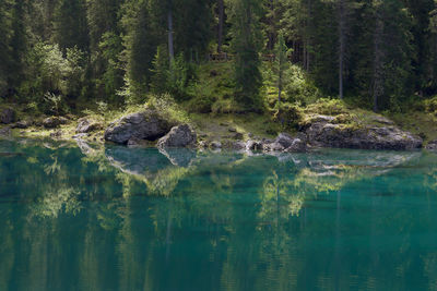 Scenic view of lake in forest