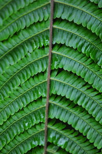 Full frame shot of green leaves