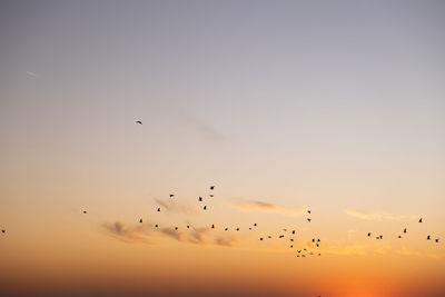 Sunset birds flying