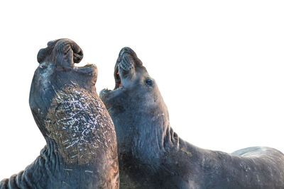 Close-up of animal against clear sky