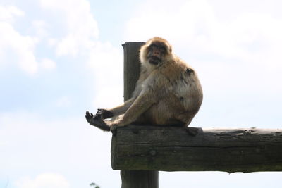 Low angle view of monkey sitting on wood against sky