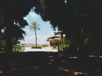 Palm trees against sky