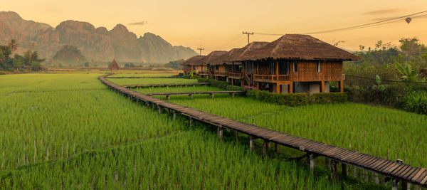 View of rice field against clear sky