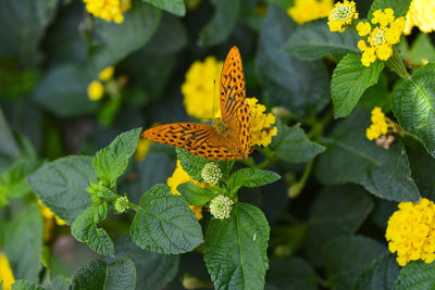 Close-up of butterfly on yellow leaf