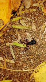 Close-up of ant on leaf