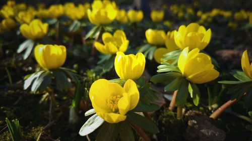 Close-up of yellow flowers blooming outdoors