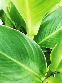 Close-up of green leaf on plant