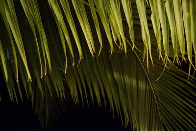 Full frame shot of plants