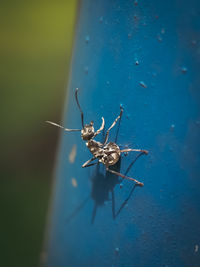 Close-up of spider