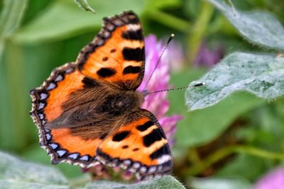 Close-up of butterfly pollinating on flower