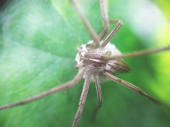 Close-up of spider on plant