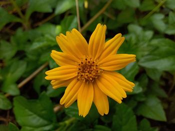 Close-up of yellow flower