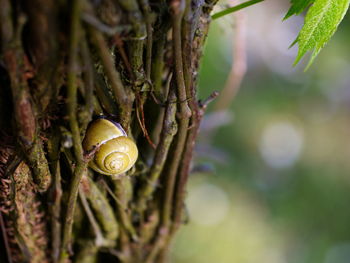 Close-up of snail on plant