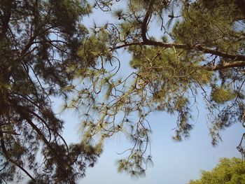 Low angle view of trees against sky