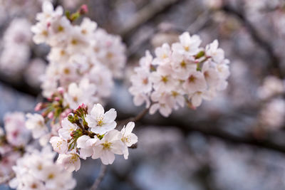 Close-up of pink cherry blossoms