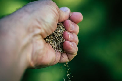 Cropped hand holding food ingredient