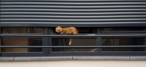 Cat in cage