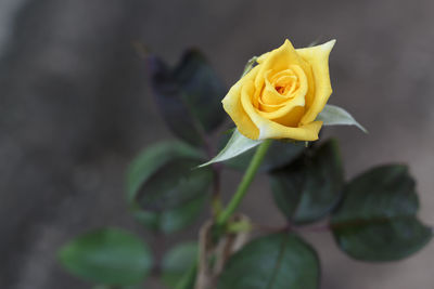 Close-up of rose bouquet