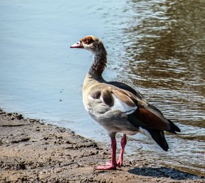 Duck at lakeshore