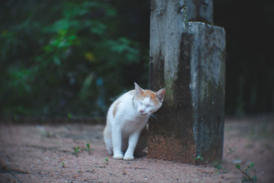 Cat lying on tree trunk