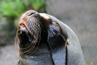 Close-up of horse outdoors