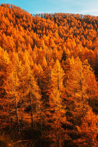 Trees in forest during autumn