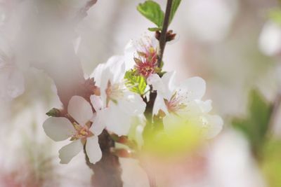 Close-up of apple blossoms in spring