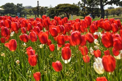 Close-up of red poppy flowers in field